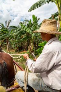 Viñales - Mario sul carretto