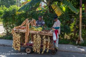 La Habana - Aglio, cipolle, platano, pepperoni, ecc...