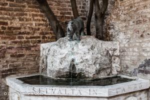 La Fonte della contrada della Selva