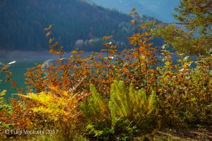 I colori dell'autunno