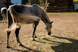 Il bellissimo grigio pomellato