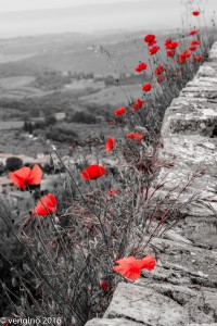 Papaveri a Cacchiano               