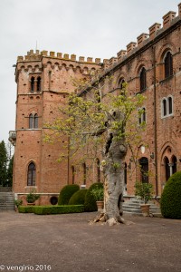 Castello di Brolio - Platano 