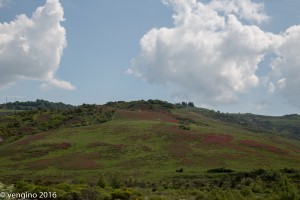 Fioritura sui colli senesi             